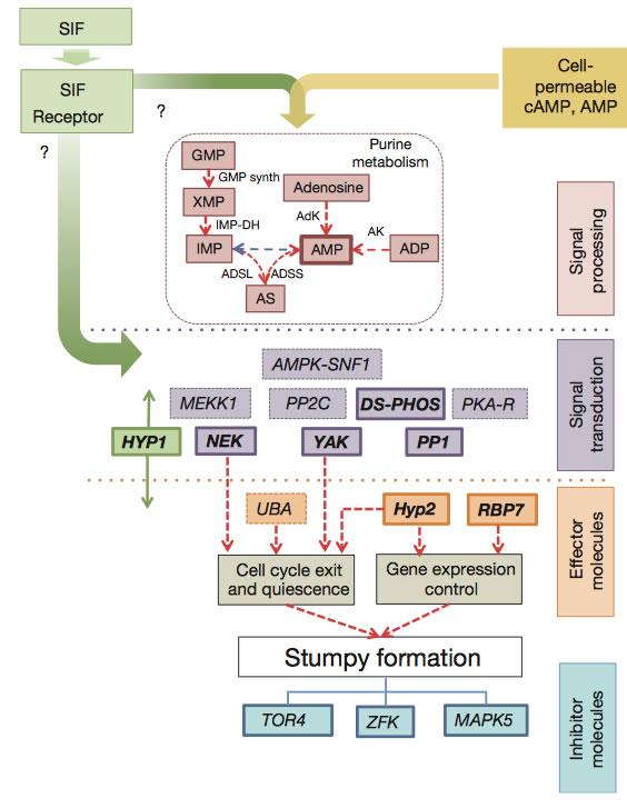 Second schematic for the Mony, MacGregor et al article (2013) depicting the predicted order of SIF pathway components. Read article for explanation.