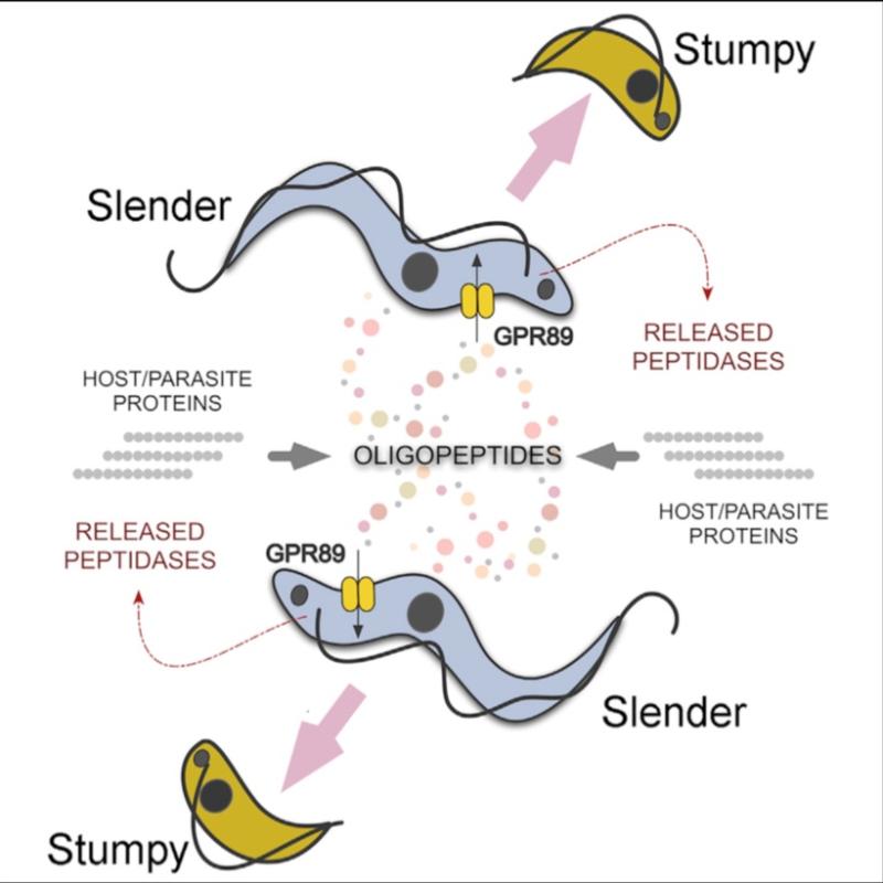 Graphical abstract for the Rojas et al article (2019) on Oligopeptide Signaling through TbGPR89 driving Trypanosome Quorum Sensing. Read article (link below) for explanation.