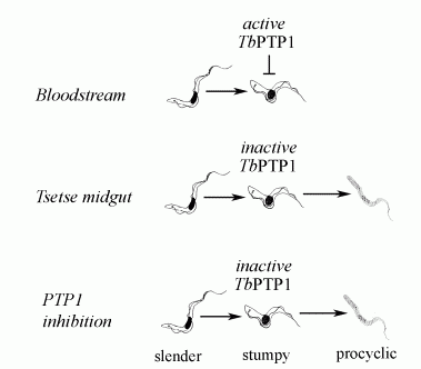 Schematic for the Szöőr et al (2006) article on protein tyrosine phosphatase TbPTP1. See article (link at the end of the page) for explanation.