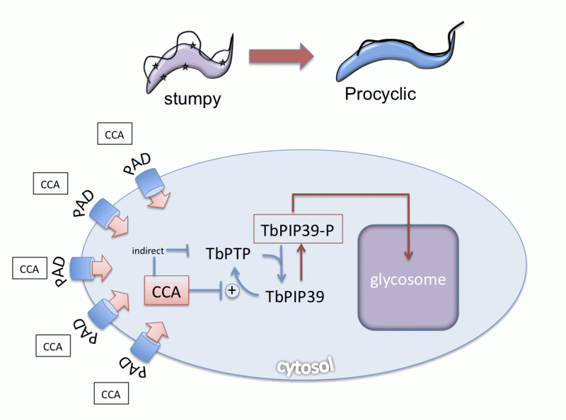 Schematic for the Szöor B (2010) article. See explanation for the diagram in article - link at the bottom of the page.