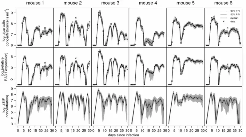 Diagram from the MacGregor et al (2010) article - see article (particularly Figure 5A) for explanation.