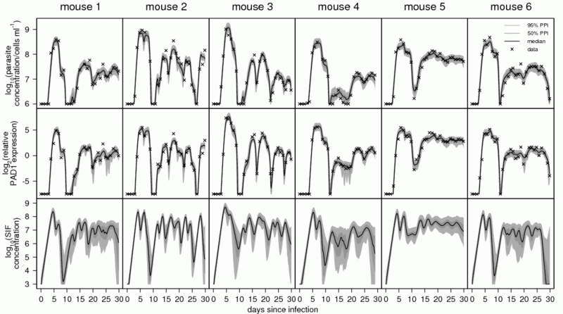 Diagram from the MacGregor et al (2010) article - see article (particularly Figure 5A) for explanation.