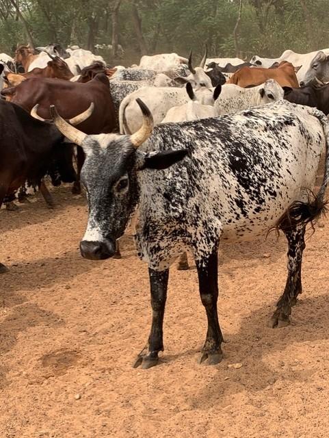 Herd of cattle at a farm.