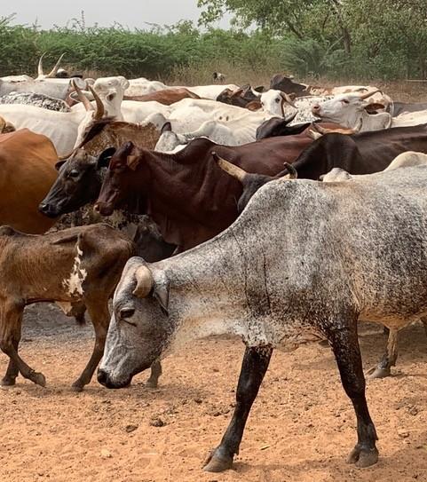 Herd of cattle at a farm.