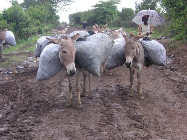 A herd of donkeys carrying heavy bags.