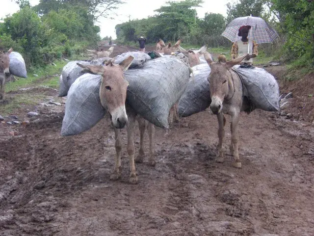 A herd of donkeys carrying heavy bags.
