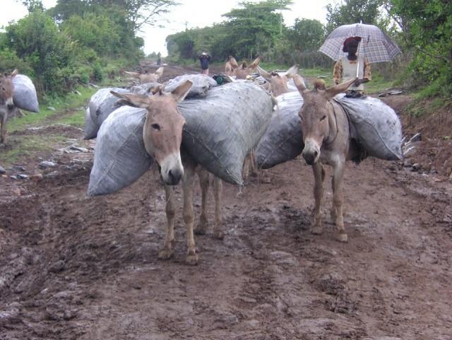 A herd of donkeys carrying heavy bags.