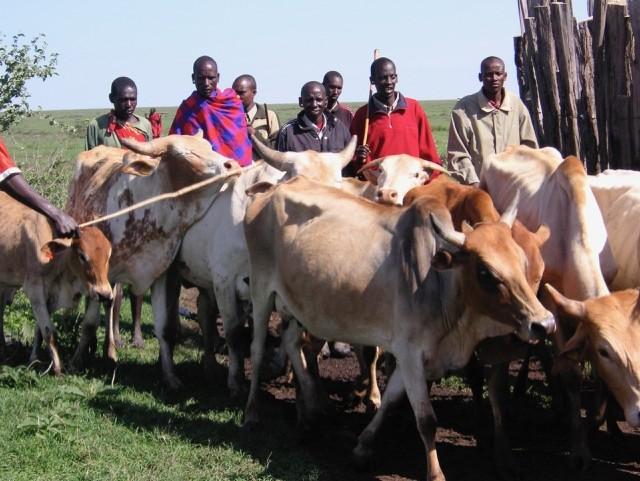 Group of Kenyan men herding a group of cows.