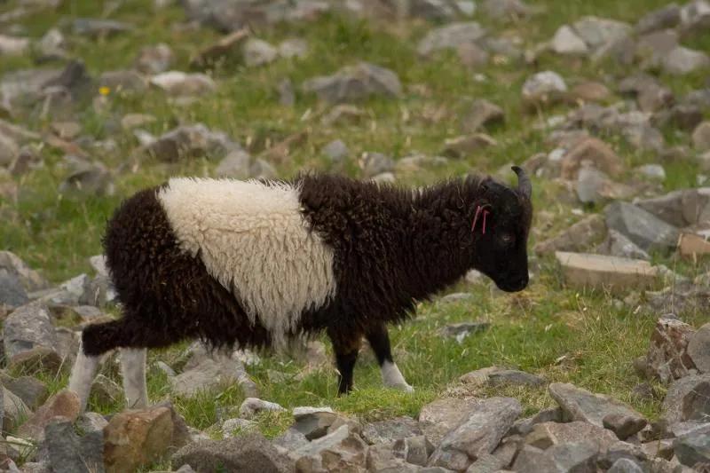 Lamb with white discolouration.