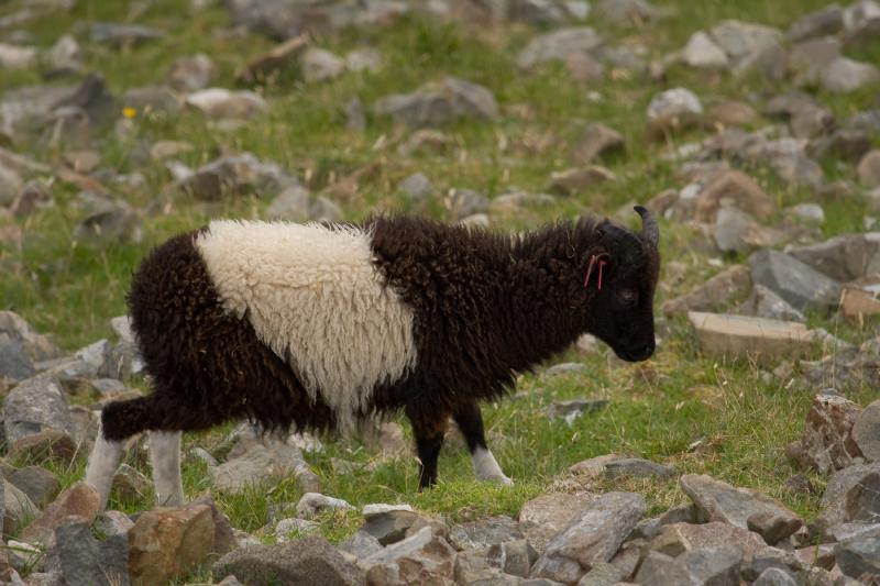 Lamb with white discolouration.