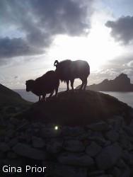 Shadowy figures of a ram and an ewe standing on top of a hill.