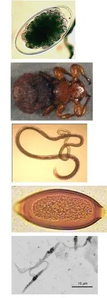 Collage of images of some parasite species.