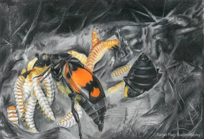 Illustration of burying beetles providing parental care to their larvae.