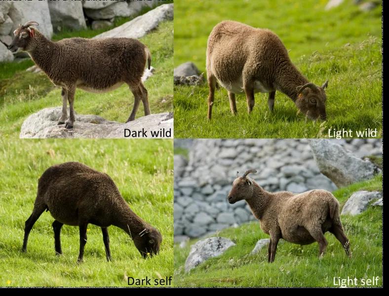 Collage of four images of Soay sheep with different coat types: dark wild, light wild, dark self and light self.