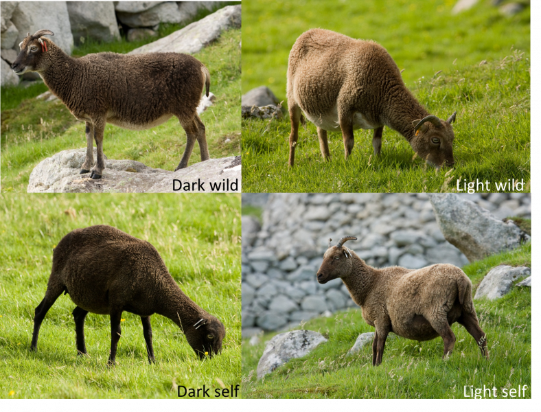 Collage of four images of Soay sheep with different coat types: dark wild, light wild, dark self and light self.