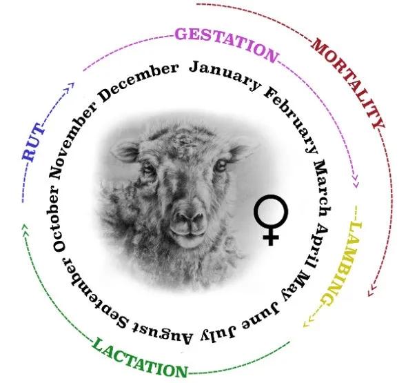 Diagram of the ewe seasonal behaviour. December to mid-March: gestation, January to May - mortality, mid-March to June - lambing, June to mid-October - lactation, mid-October to December - rut.