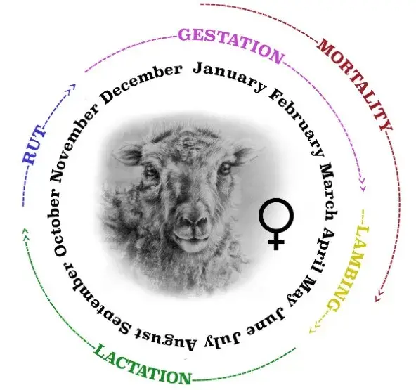 Diagram of the ewe seasonal behaviour. December to mid-March: gestation, January to May - mortality, mid-March to June - lambing, June to mid-October - lactation, mid-October to December - rut.