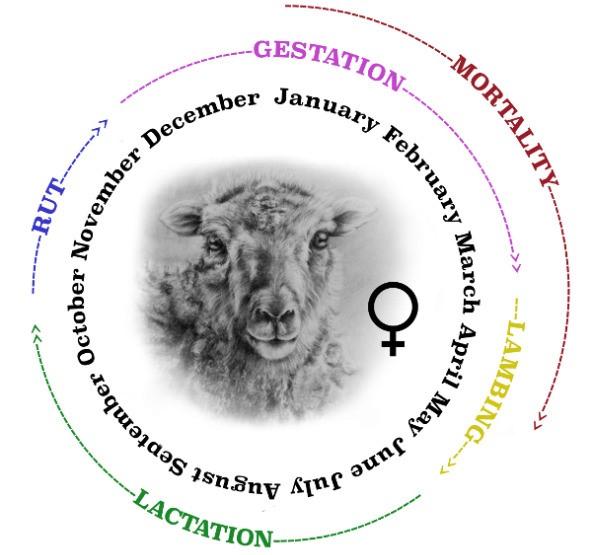 Diagram of the ewe seasonal behaviour. December to mid-March: gestation, January to May - mortality, mid-March to June - lambing, June to mid-October - lactation, mid-October to December - rut.