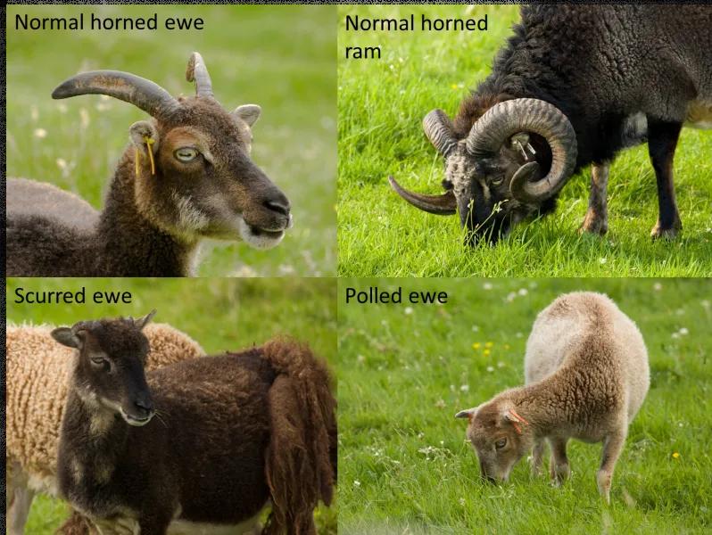 Collage of four images of Soay sheep: normal horned ewe, normal horned ram, scurred ewe and polled ewe.