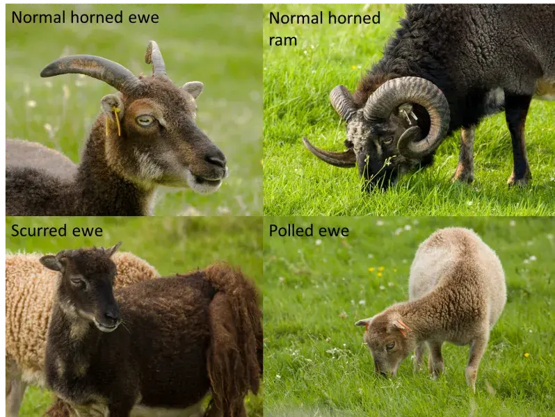 Collage of four images of Soay sheep: normal horned ewe, normal horned ram, scurred ewe and polled ewe.