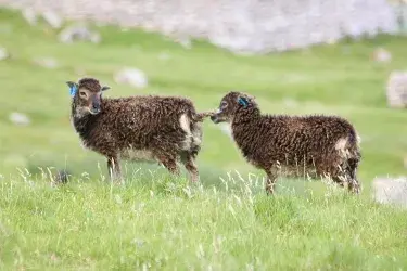 Two lambs in a meadow.