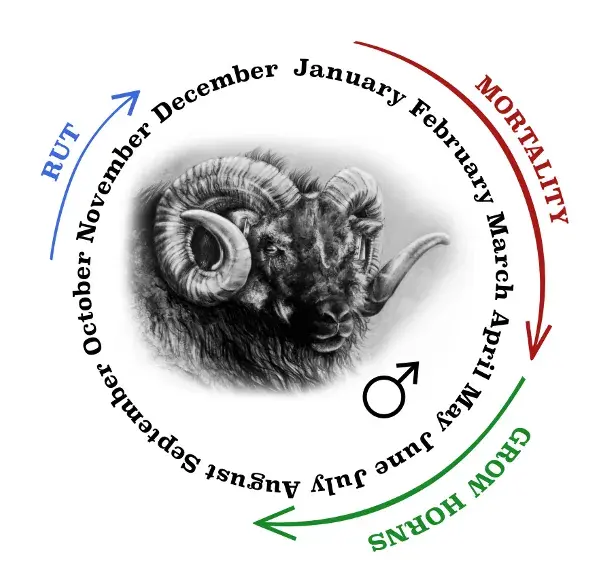 Diagram of the seasonal behaviours of rams. Mid-January to mid-April is labelled as mortality, May to mid-August as time for growing horns and mid-October to December is rut season.