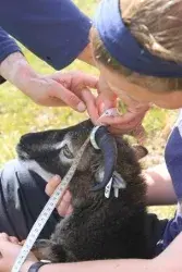 Researcher measuring the diameter of a sheep's horn.