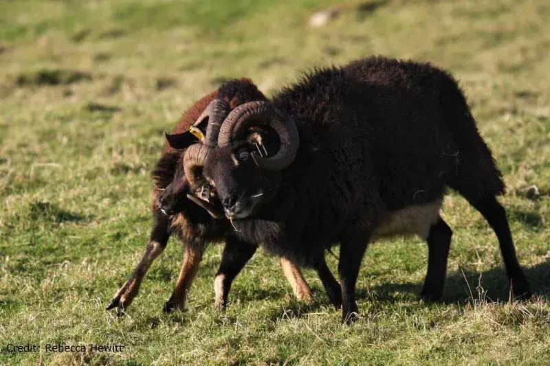Two rams headbutting.