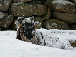 Sheep laying down on snowy ground with snow falling on top of it.