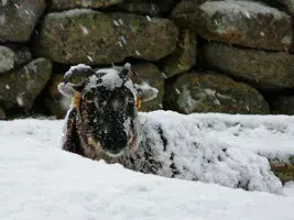 Sheep laying down on snowy ground with snow falling on top of it.