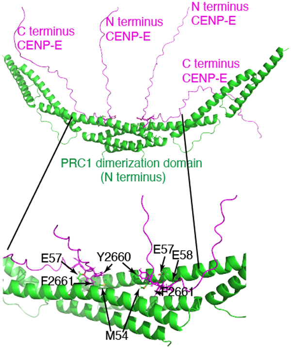 CENP-E illustration, details in text.