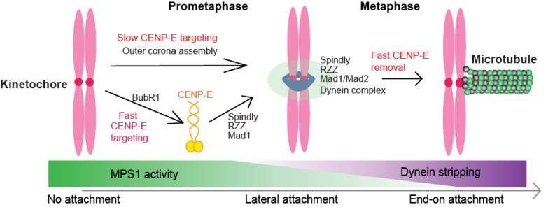 Illustration of mechanisms coupling CENP-E to unattached kinetochores preceding biorientation.