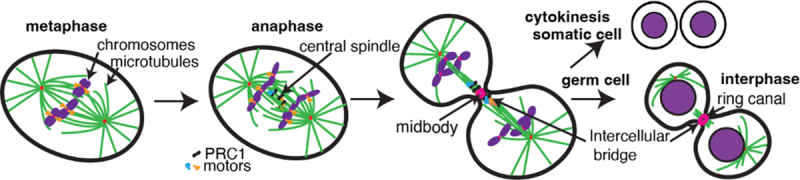 Illustration of cells in metaphase, anaphase and interphase states. Details in text.