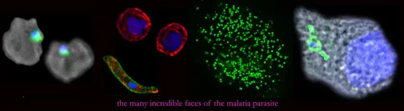Collage of images of various malaria parasites referenced in main body and text "the many incredible faces of the malaria parasite".