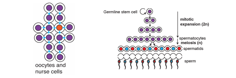 Illustration of oocytes and nurse cells and germline stem cell