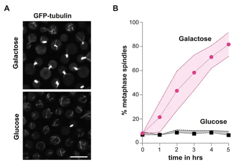 Overexpression of Mps1 kinase arrests Cryptococcus neoformans in mitosis