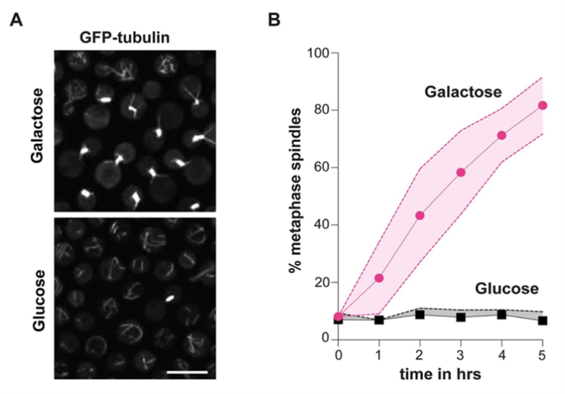 Overexpression of Mps1 kinase arrests Cryptococcus neoformans in mitosis