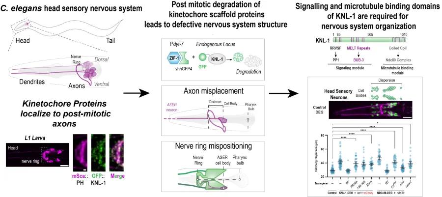 Kinetochore components required for axonal positioning and neural organisation