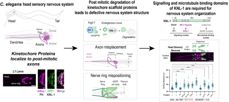 Kinetochore components required for axonal positioning and neural organisation