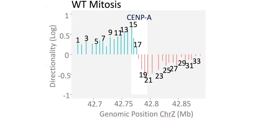 Genomic mapping of vertebrate centromeres