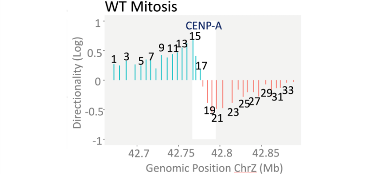 Genomic mapping of vertebrate centromeres