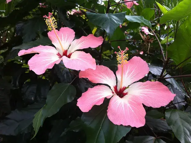 Photo of a Hibiscus plant with large pink flowers