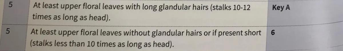 Euphrasia handbook key, couplet 5 helps to decide whether the plant has long glandular hairs or not.