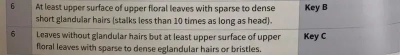 Euphrasia handbook couplet 6 helps make a decision based on hairs