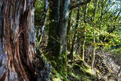 HorsfallGroup-Nature
