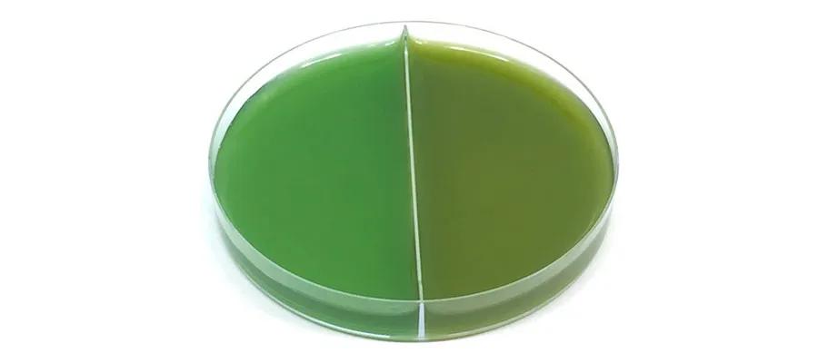 McCormick-Cyanobacterium-Synechocystis-Slide