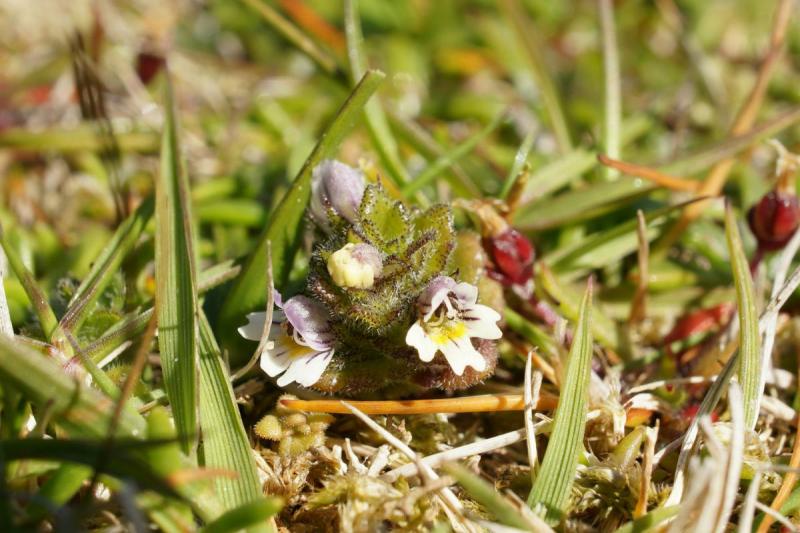 Photograph of early season Euphrasia