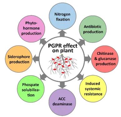 Burgess-PGPR-Plant