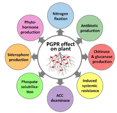 Burgess-PGPR-Plant