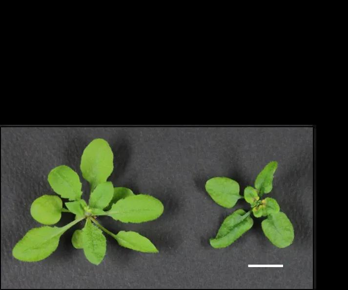 Photo of 2 plants, one labelled control and the other, smaller, labelled CCT2 knockdown